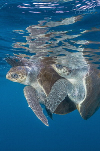Turtles Mating, Puerto Vallarta México by Alejandro Topete 